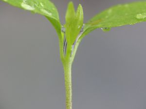 P1000517