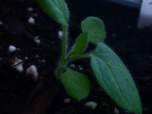 P1000501