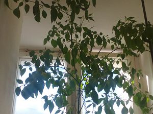 IMG_20170129_103726