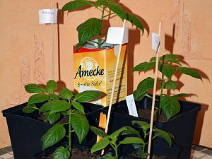 Rocoto Big Brown, 30.01.