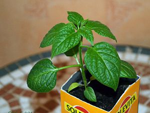 Rocoto "Was-weiß-ich", 30.01.