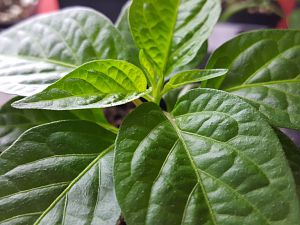 Limon F4 Monster