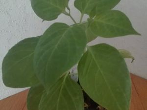 IMG_20170204_092936