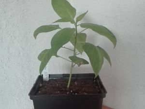 IMG_20170204_092757