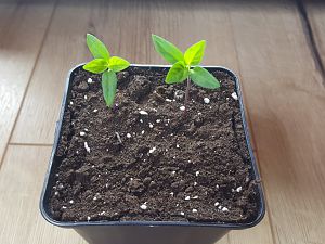 Tabasco