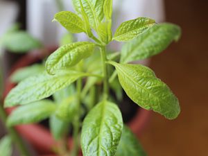 Rocoto Überwintert (Problem) (2)