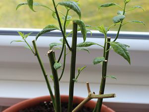 Rocoto Überwintert (Problem)