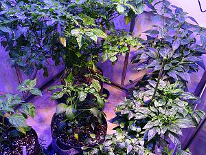 Chilihaus_20170205