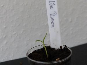 P1000537