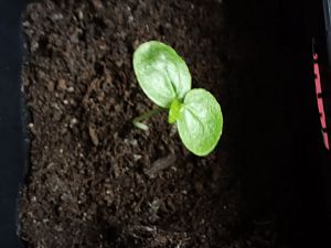 IMG_20170206_153954
