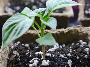 Aji Benito 08.02.17