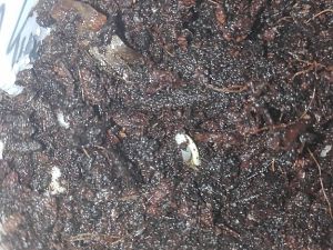 IMG_20170208_181853