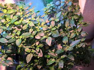 WP_20170211_09_59_47_Pro