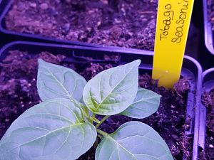 20170212_Tobago Seasoning Hot Strain