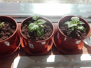 IMG_20170215_105226