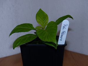 P1000575