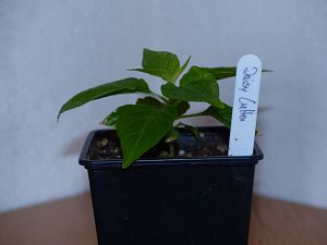 P1000581