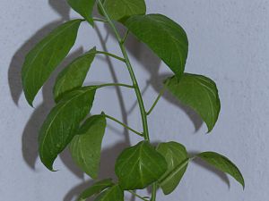P1000587