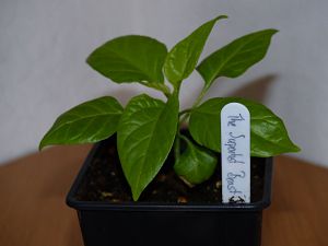 P1000589