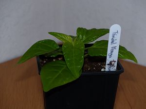 P1000590