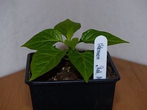 P1000591