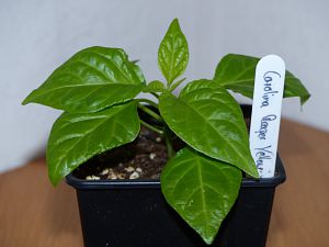 P1000593