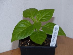 P1000596