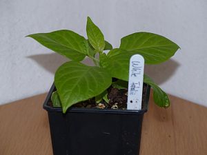 P1000598