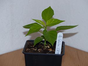 P1000599