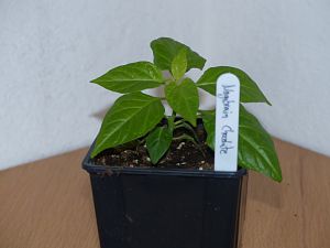 P1000600