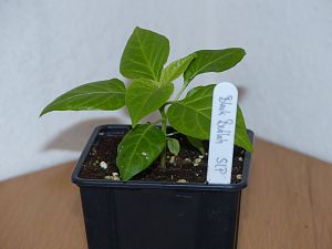P1000603