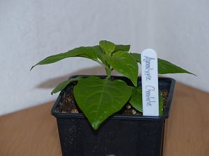 P1000605