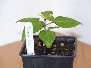 P1000606