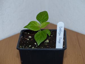 P1000607