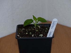 P1000608