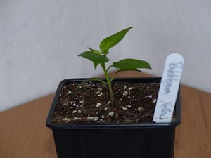P1000609