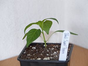 P1000610