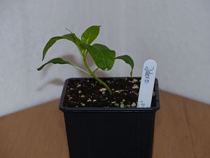 P1000611