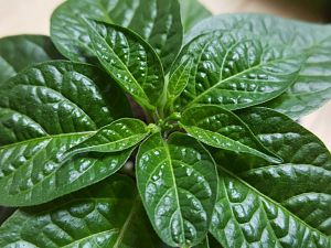 Limon F4 Nr.5 Knospen