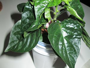 IMG_1380