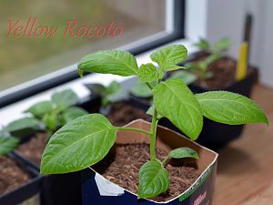 Tageslichtprojekt 23.02.