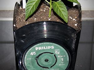 Schallplatten Jalaro (3)