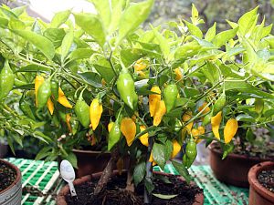 Limon Herbst 16