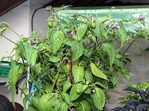 Rocoto Marlene Herbst 16