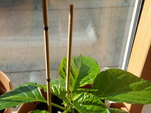 20170225_095059[1]