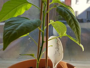 20170225_095205[1]