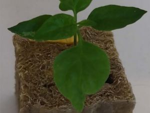 Carolina Reaper