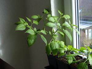 P1000645