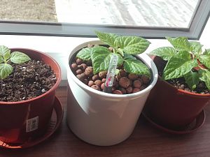 IMG_20170227_121240