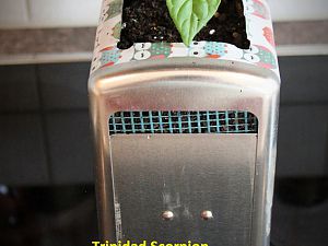 Trinidat Sorpion 28.02 1